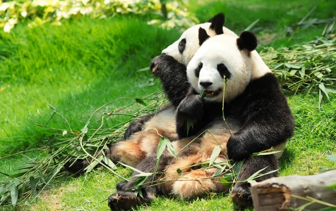 giant pandas in Chengdu Sichuan China for first time visitors exploring wildlife and cultural experiences