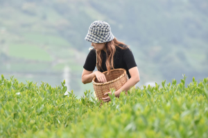 Traveler picking Longjing tea leaves in Hangzhou tea plantations