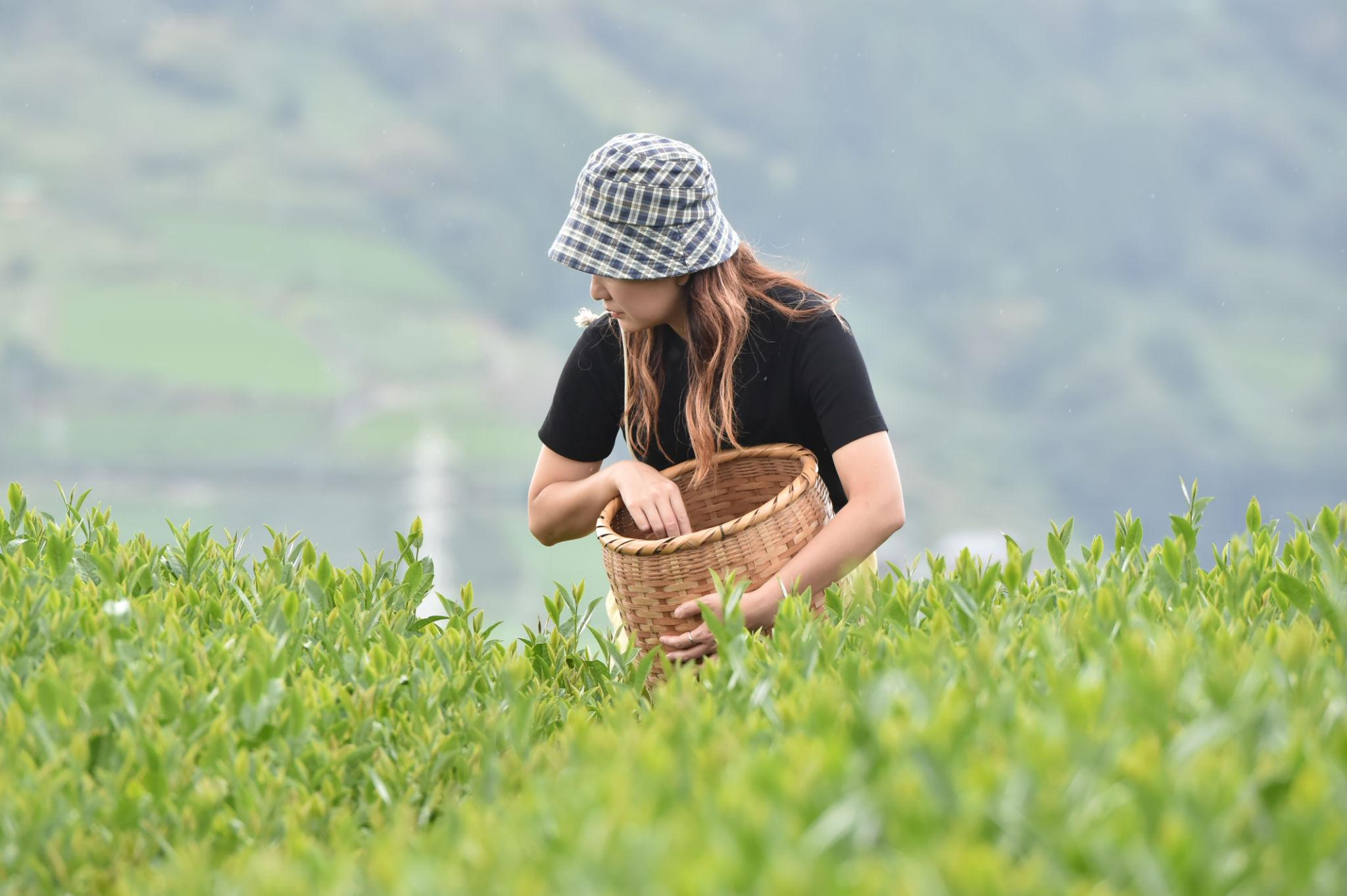 Hangzhou Tea Culture Tour: Tea Fields, Tastings, and Local Experience