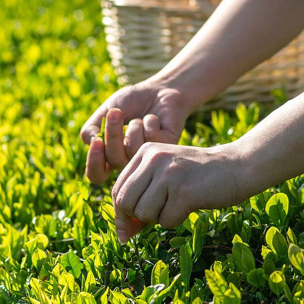 Close-up of fresh Longjing tea leaves during spring tea harvest