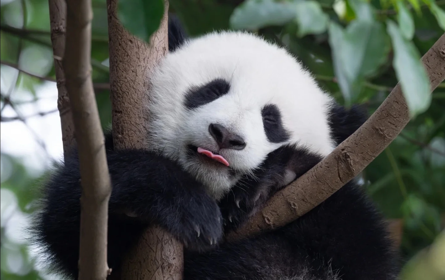 Adorable baby giant panda sticking out tongue while resting in tree at Chengdu panda sanctuary