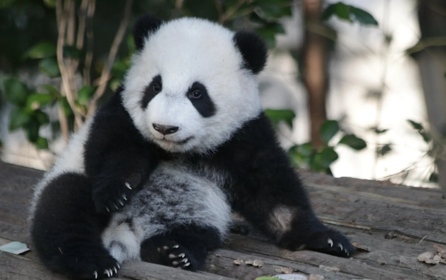 Cute baby giant panda sitting upright on wooden platform looking at camera at Chengdu panda sanctuary