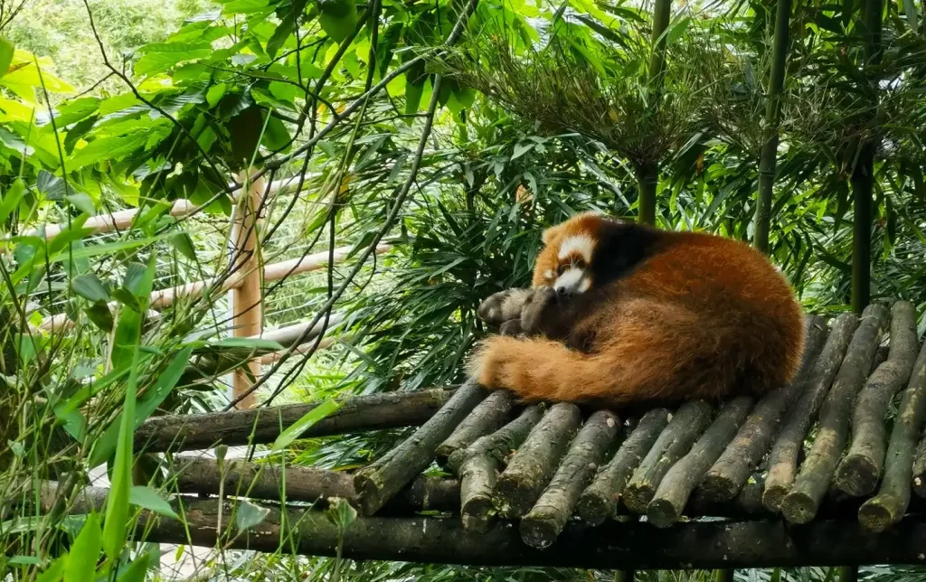 Chengdu Dujiangyan Day Tour: Panda & Ancient Irrigation