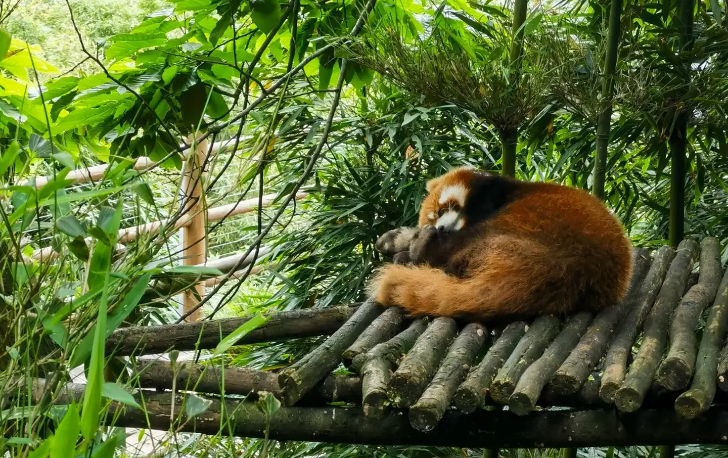 Adorable red panda curled up sleeping on a bamboo platform at Dujiangyan Panda Valley, Chengdu
