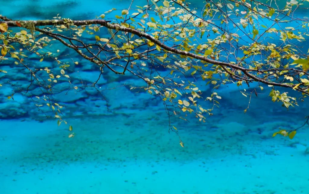 6-Day Chengdu & Jiuzhaigou Tour: Nature Private Tour with High-speed Rail