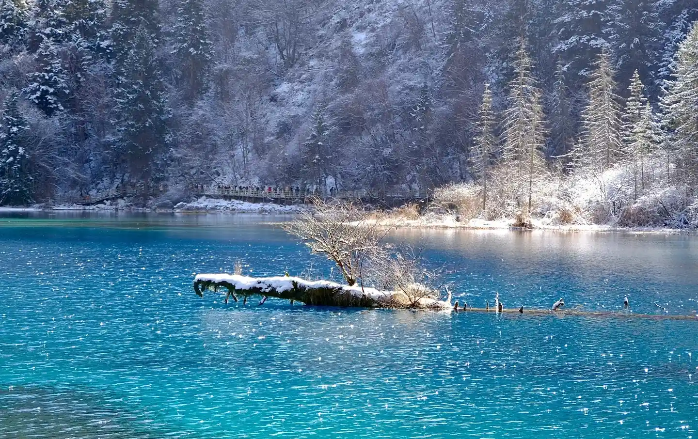 Jiuzhaigou Valley winter snow scene with turquoise lake and birds on fallen log Sichuan China
