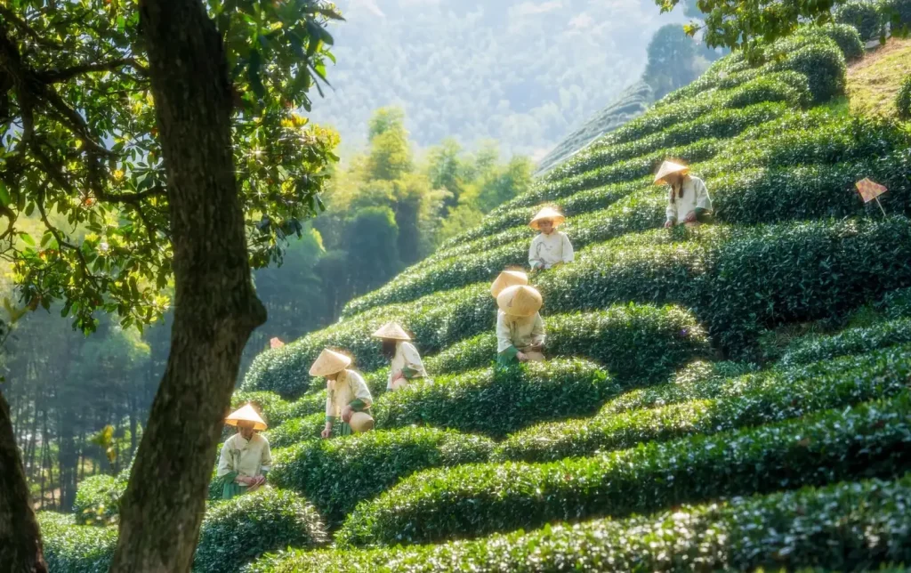 Hangzhou 1-Day Tour: West Lake & Longjing Tea Culture Experience