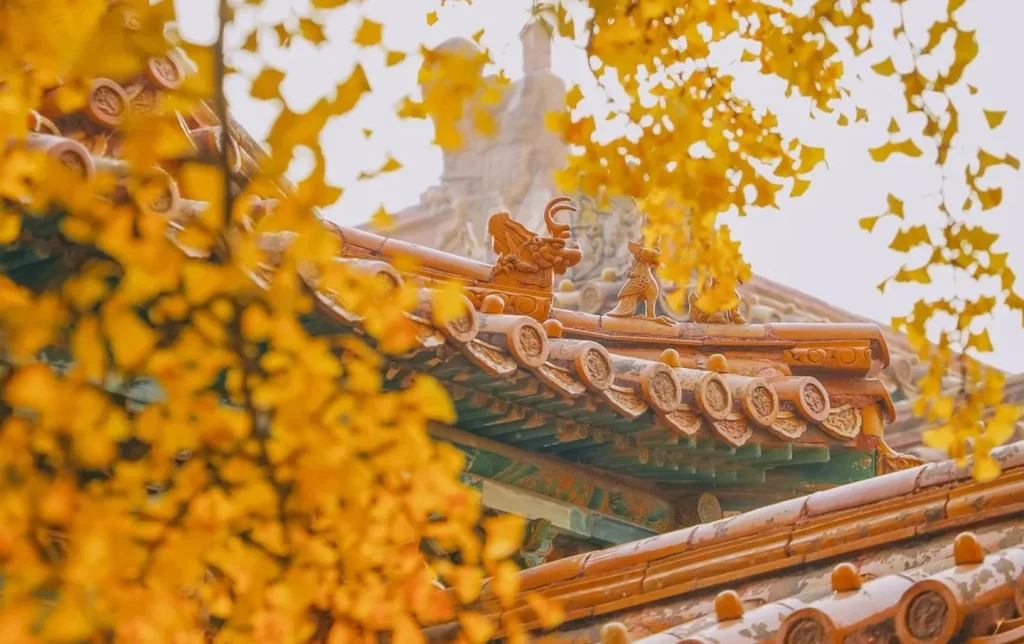beijing-forbidden-city-autumn-ginkgo-imperial-roof-tour