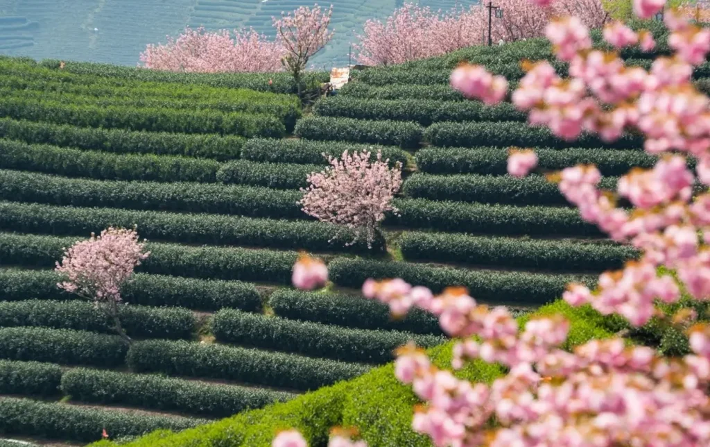 hangzhou-cherry-blossom-tea-plantation-spring-tour